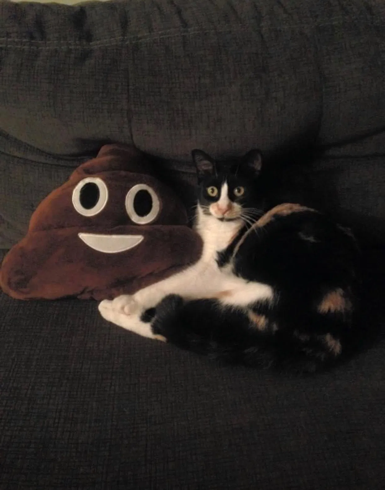 Lost cat in Layton, UT, 84041