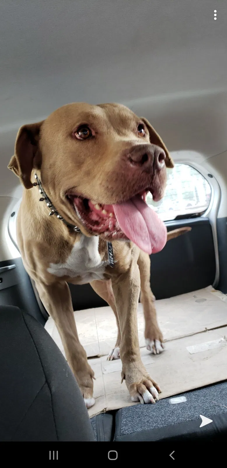 Lost dog in Dunnellon, FL, 34431