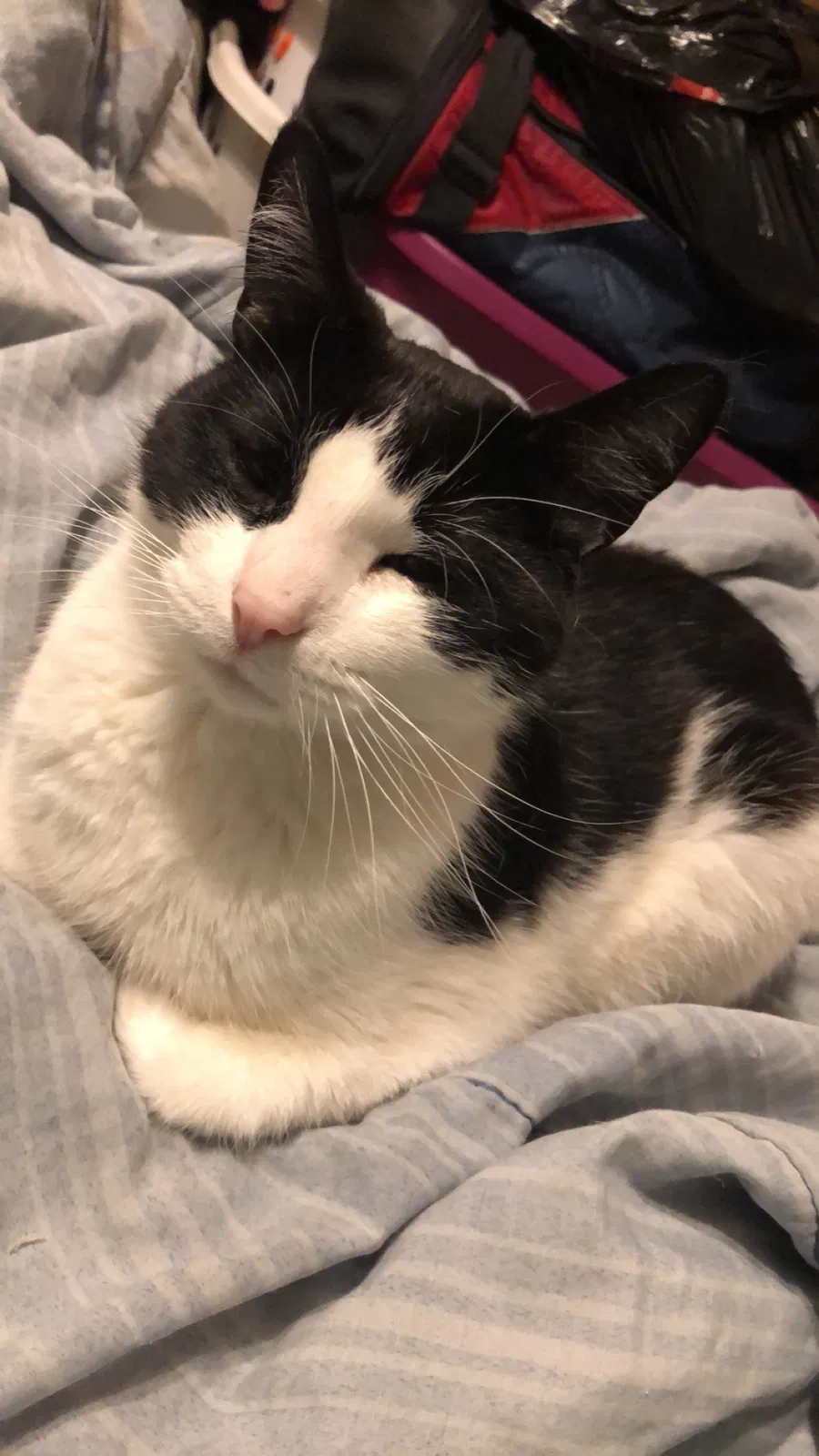 Lost cat in Lake Zurich, IL, 60047