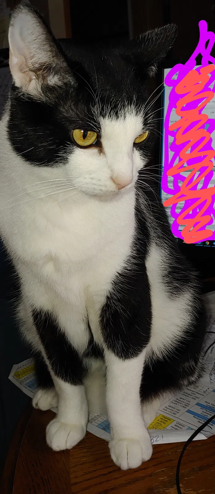 Lost cat in Orient, OH, 43146
