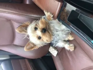 Lost dog in Dallas, TX, 75208