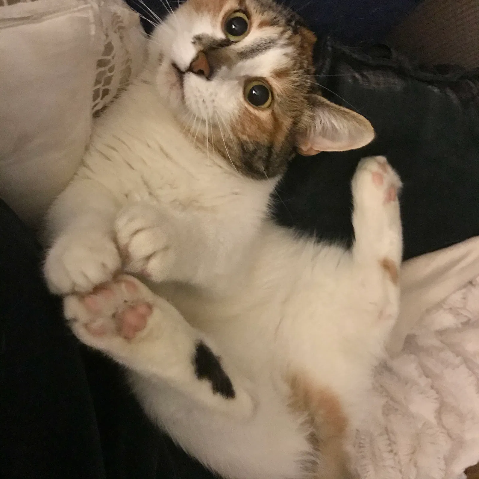 Lost cat in Lawrence, KS, 66047