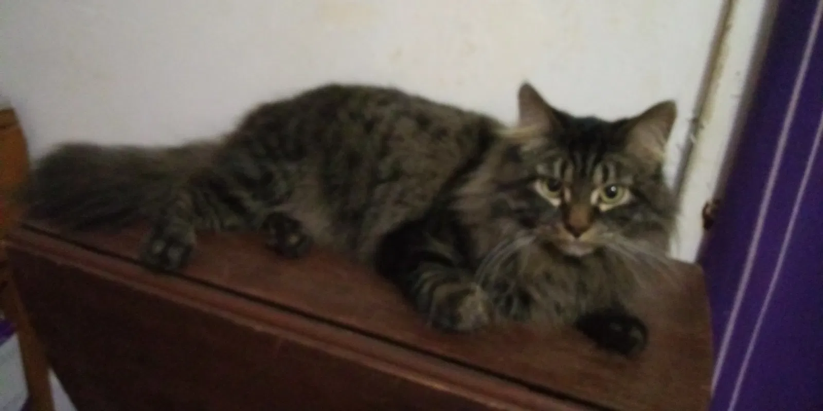 Lost cat in Topeka, KS, 66604
