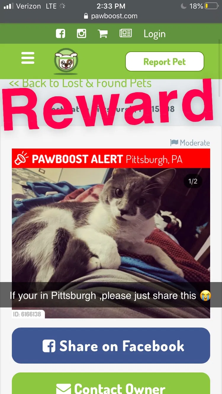 Lost cat in Pittsburgh, PA, 15208