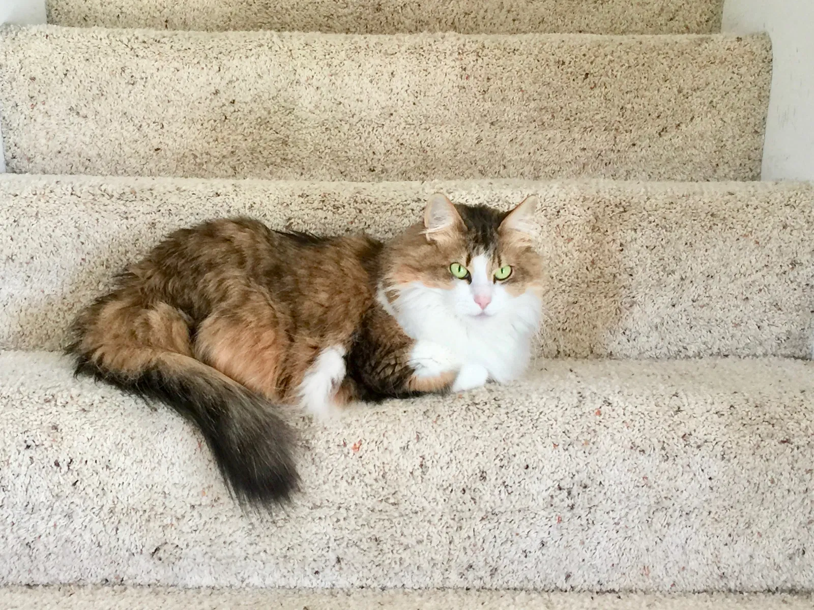 Lost cat in Marengo, OH, 43334