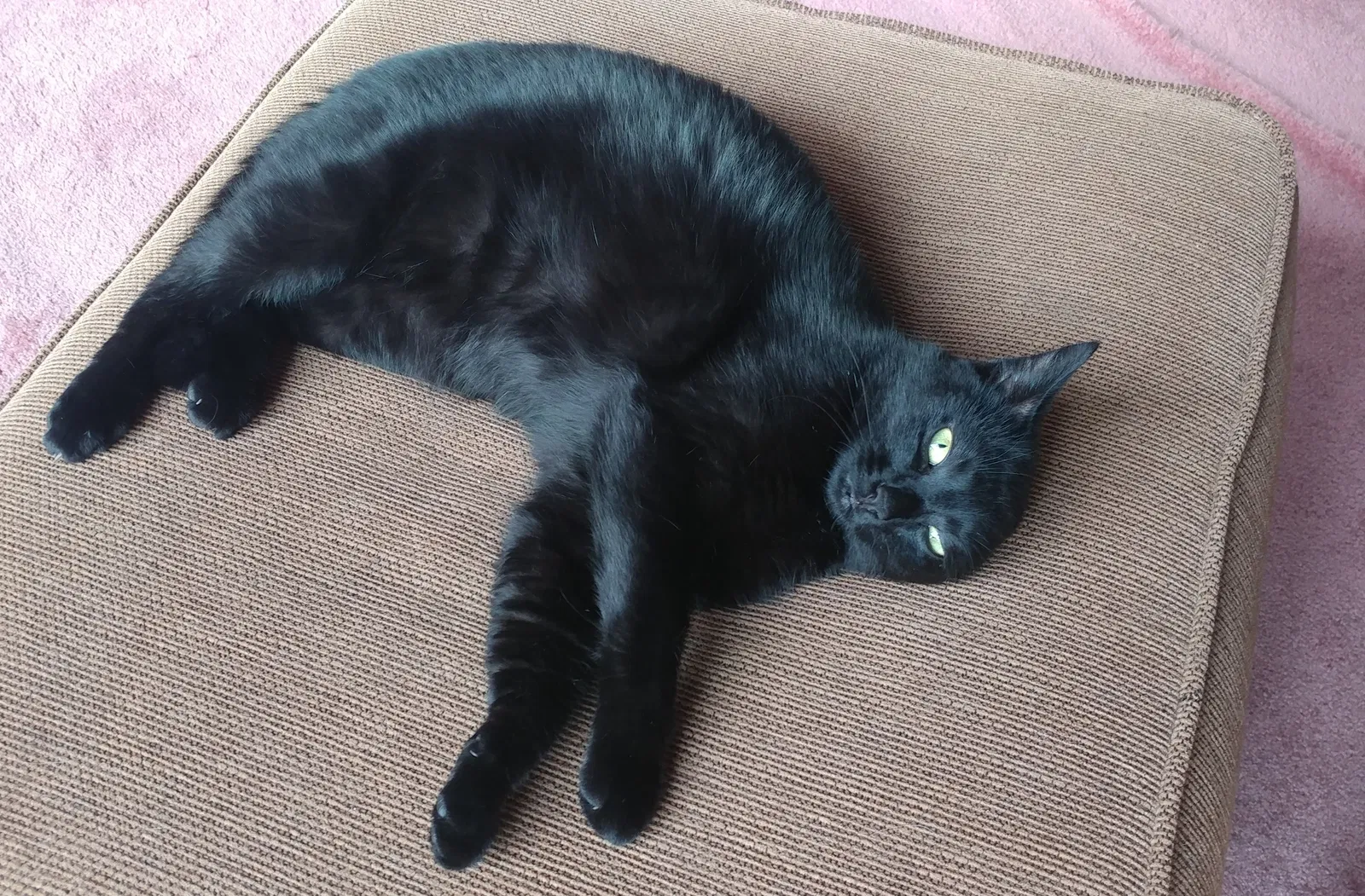 Lost cat in Stokesdale, NC, 27357