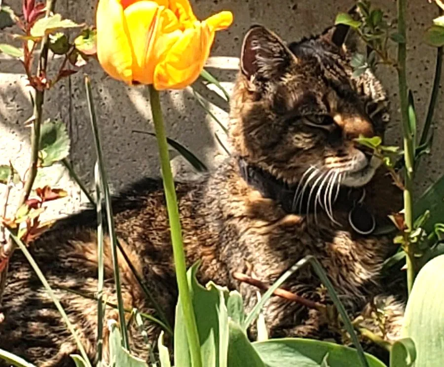 Lost cat in Brookfield, CT, 6804