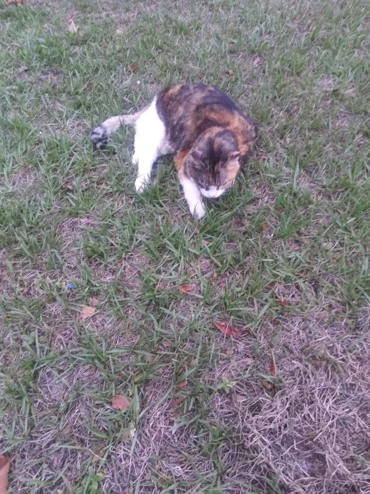 Found cat in Ormond Beach, FL, 32176