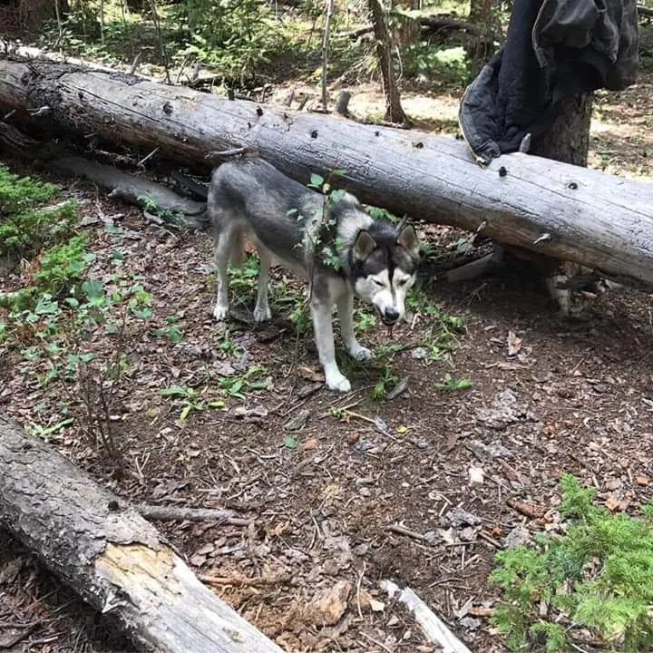 Lost dog in Arvada, CO, 80004