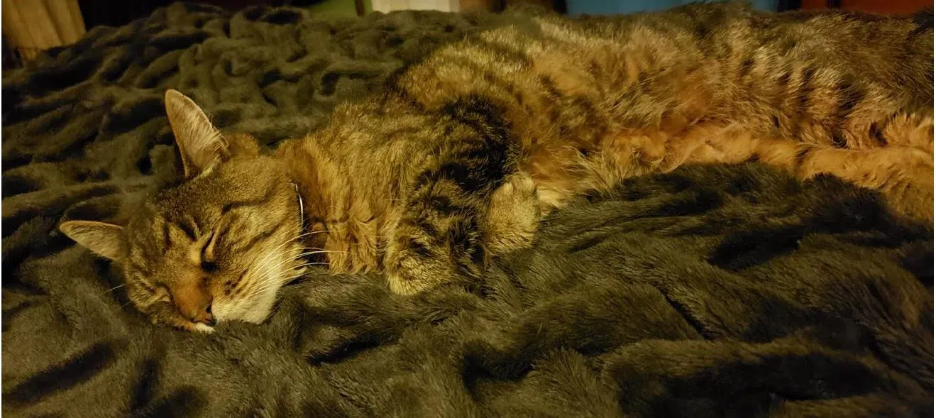 Lost cat in Brookfield, CT, 6804