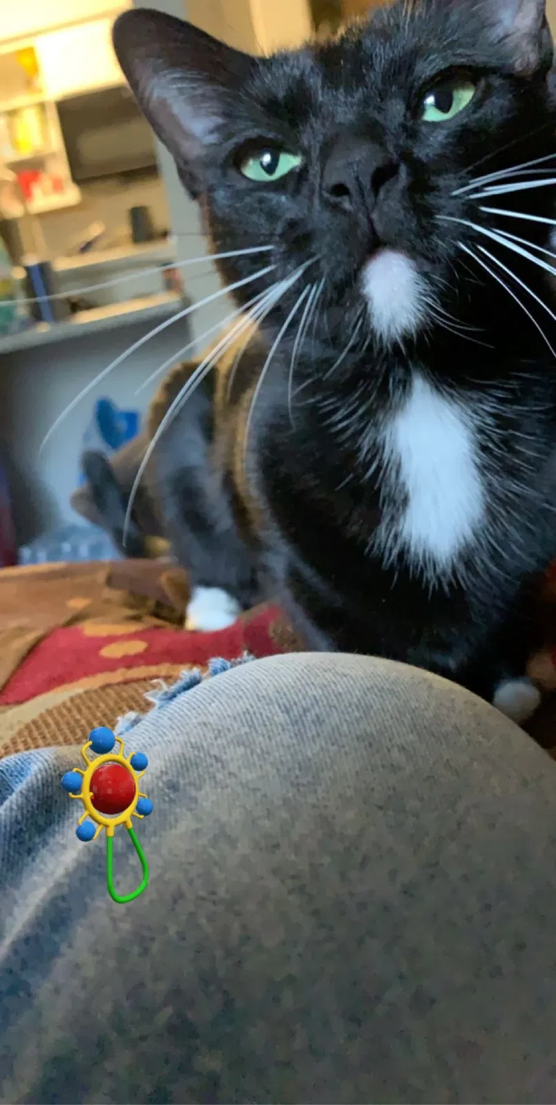 Lost cat in Albuquerque, NM, 87121