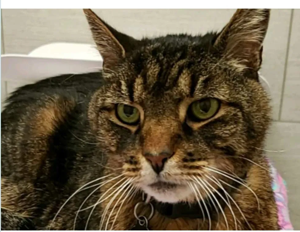 Lost cat in Brookfield, CT, 6804