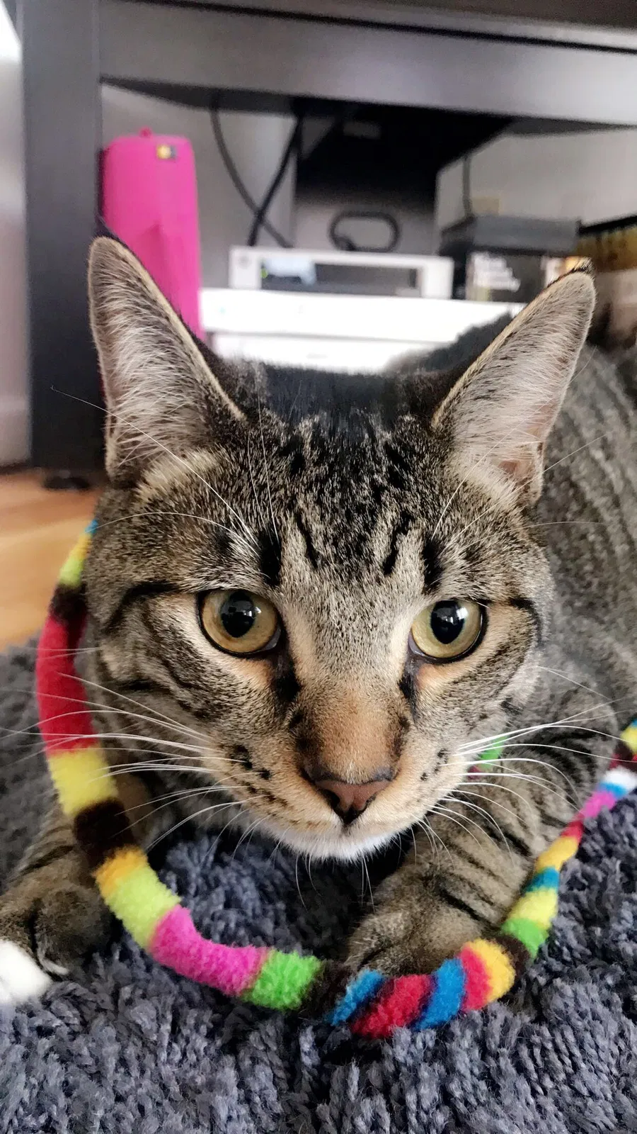 Lost cat in Tacoma, WA, 98418
