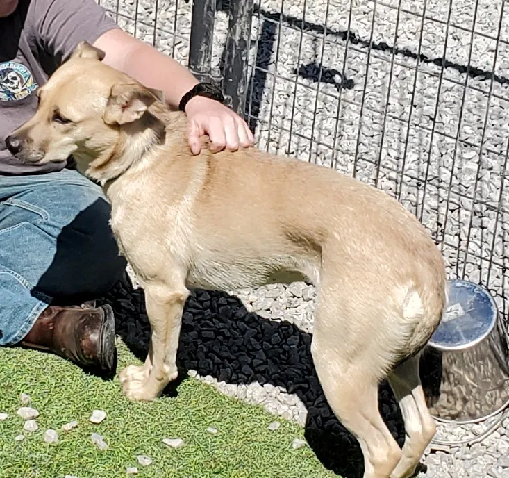 Lost dog in Cincinnati, OH, 45241