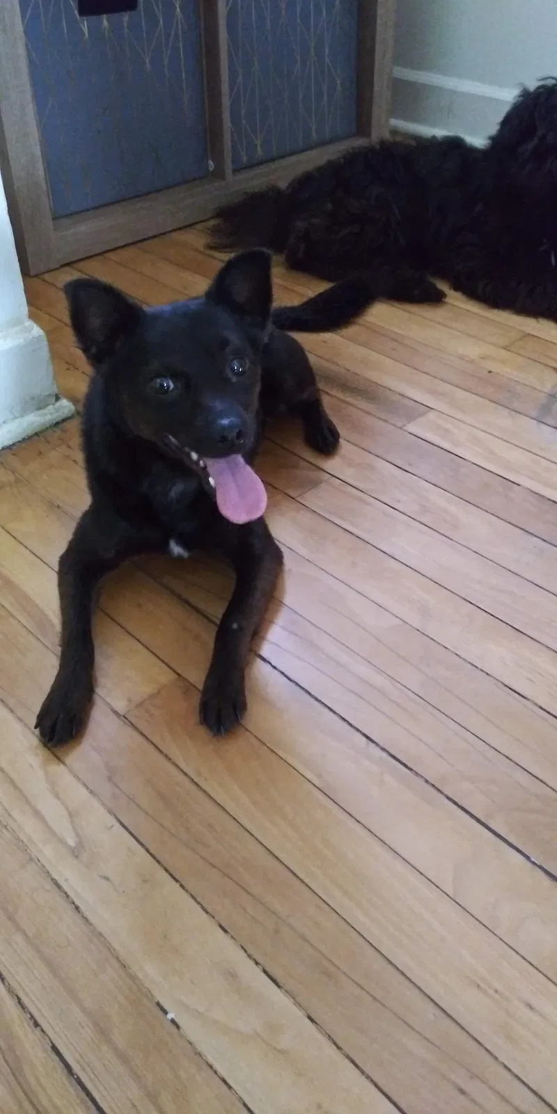 Lost dog in Chicago, IL, 60617