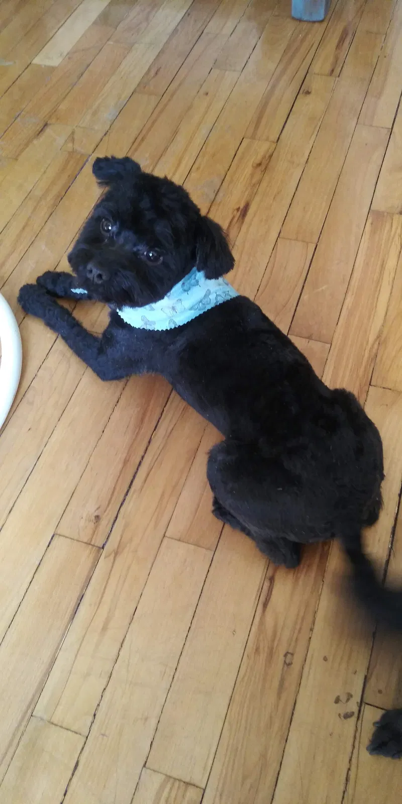 Lost dog in Chicago, IL, 60617