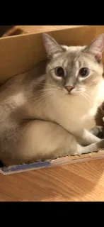 Lost cat in Douglasville, GA, 30135