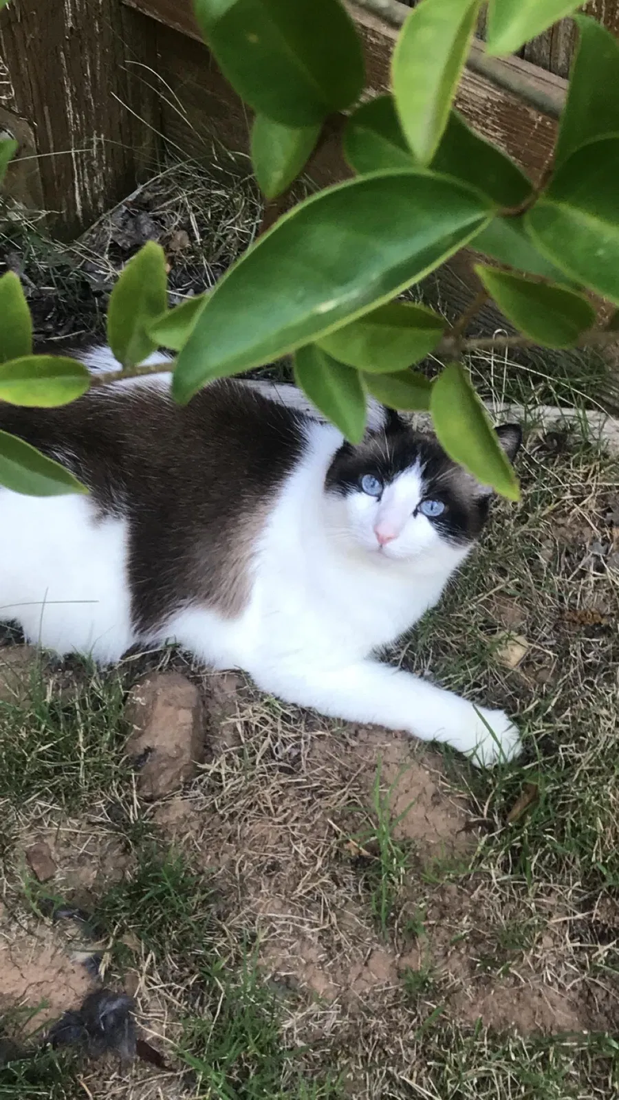 Lost cat in Auburn, CA, 95603