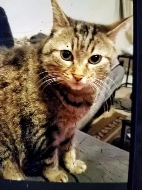 Lost cat in Schaumburg, IL, 60194