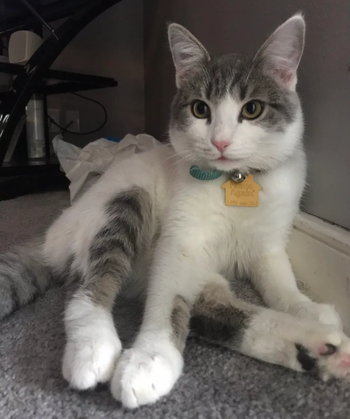Lost cat in Ephrata, PA, 17522