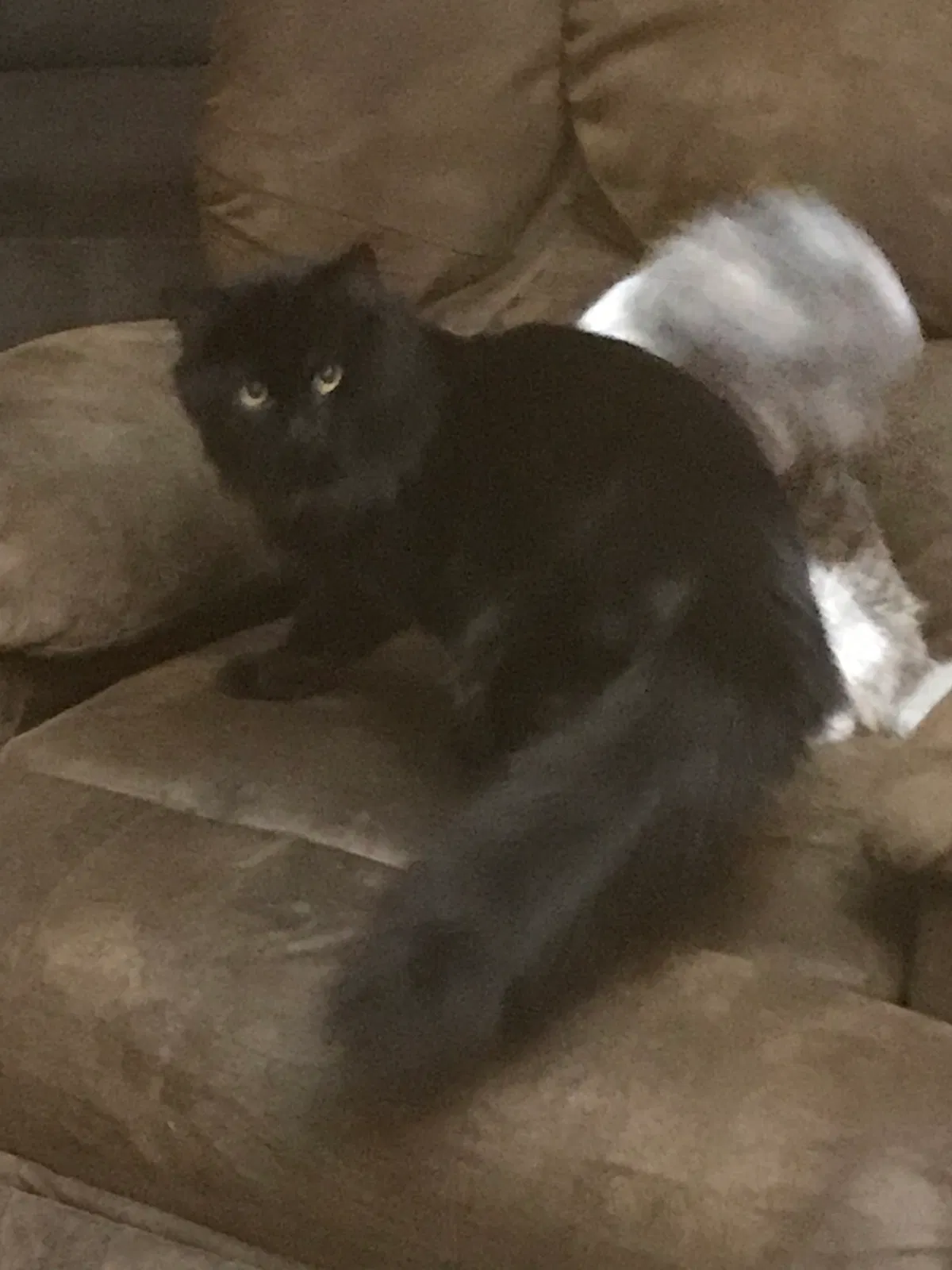 Lost cat in Muskegon, MI, 49441