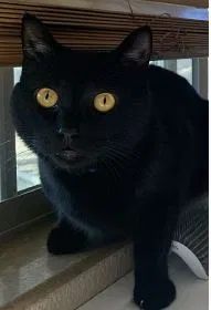 Lost cat in Mesa, AZ, 85204