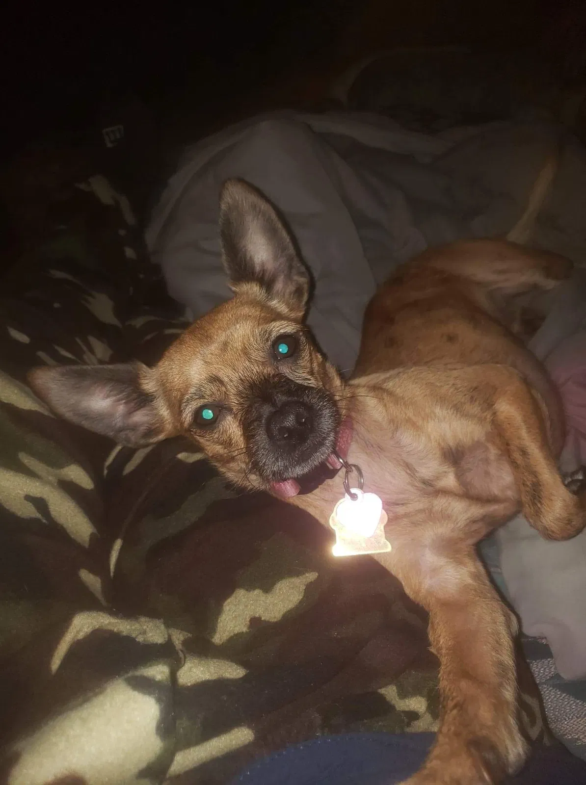 Lost dog in Sacramento, CA, 95822
