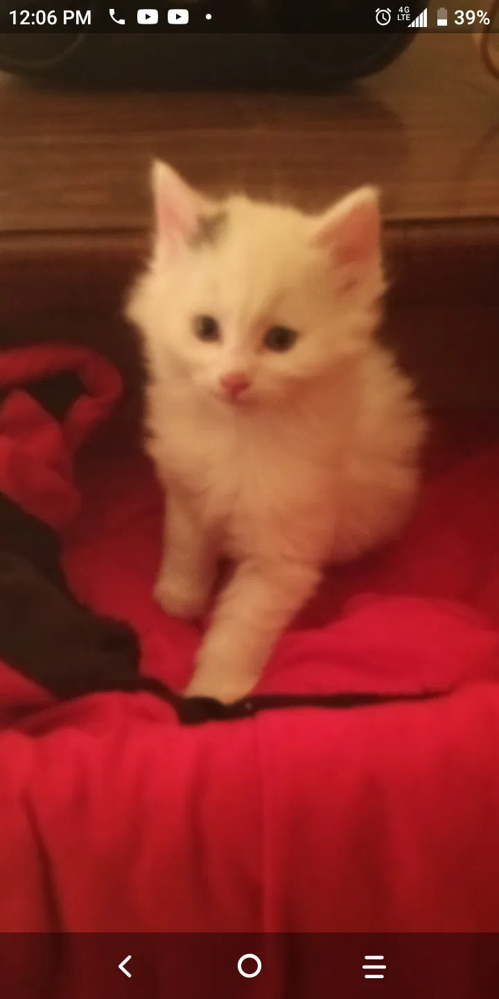 Lost cat in Roxbury, MA, 2119