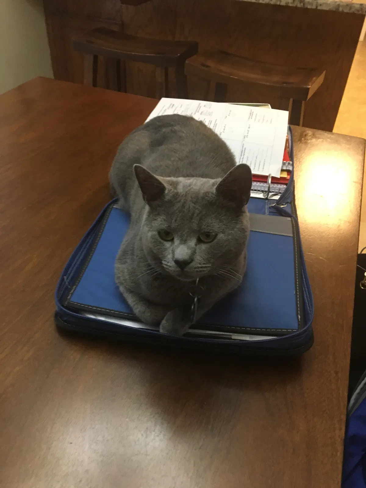 Lost cat in Concord, NC, 28025
