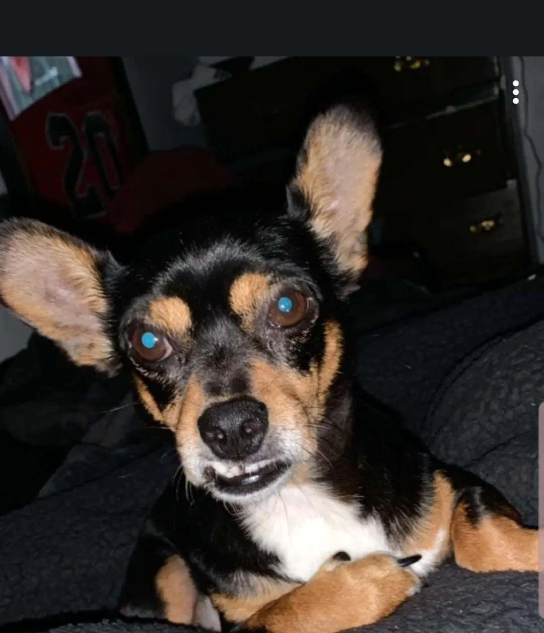 Lost dog in Harwick, PA, 15049