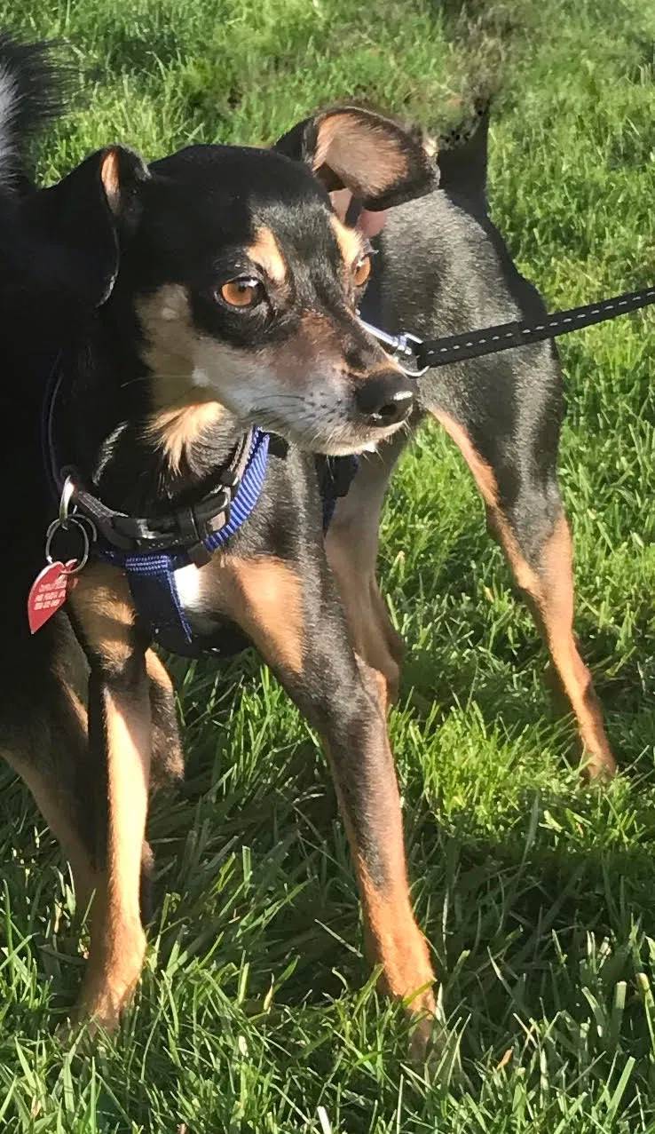 Lost dog in Sunnyvale, CA, 94086