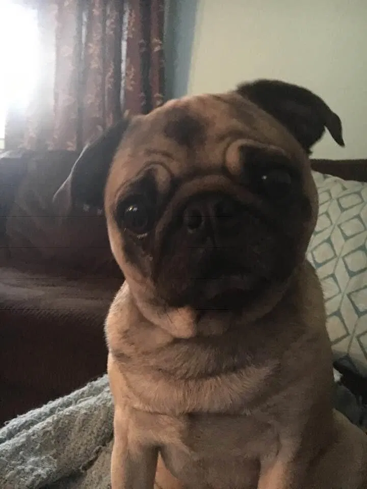 Lost dog in Buffalo, NY, 14224