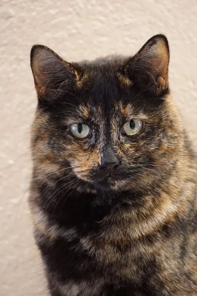 Lost cat in Englewood, CO, 80112