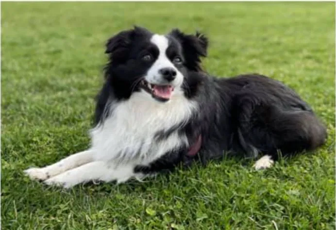 Lost dog in Chicago, IL, 60607