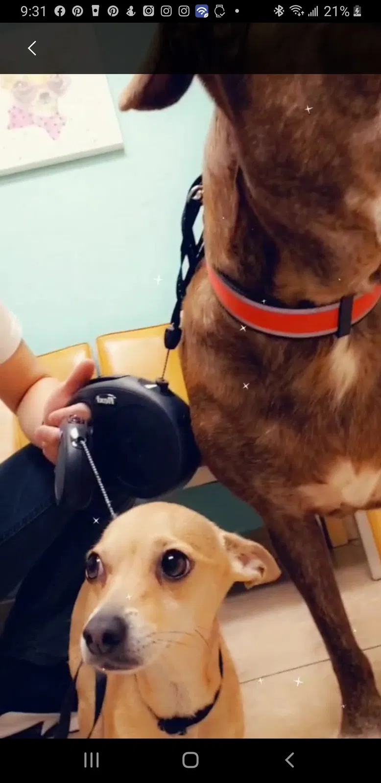 Lost dog in Glendale, AZ, 85301