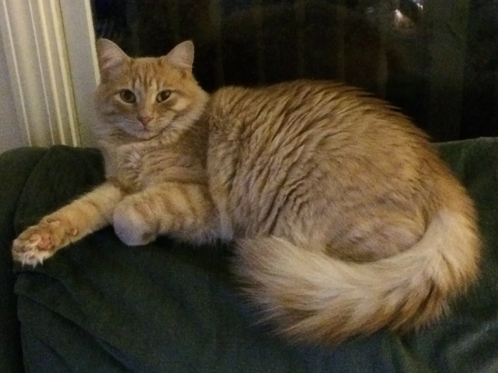 Lost cat in Greenville, SC, 29617