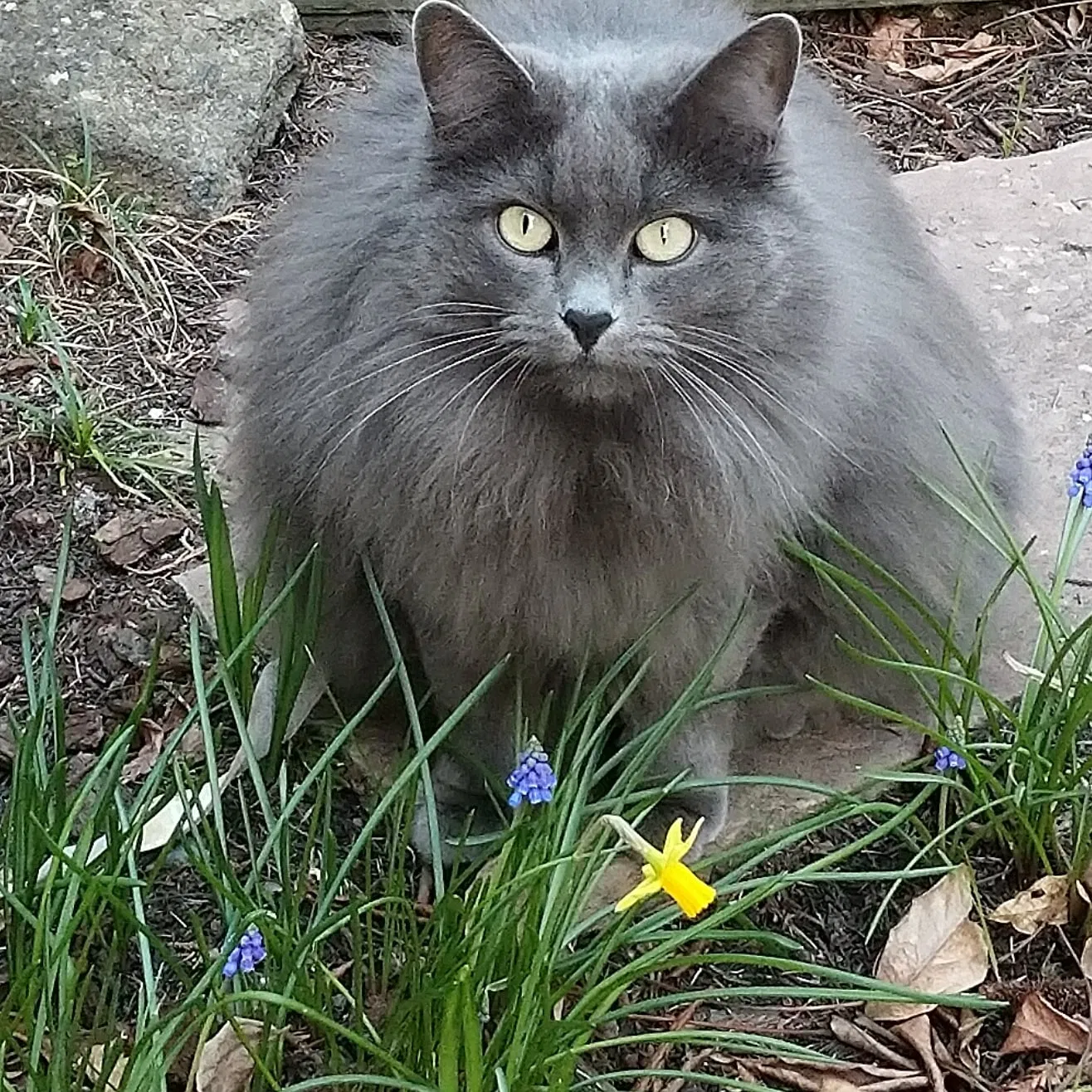 Lost cat in Fremont, CA, 94539