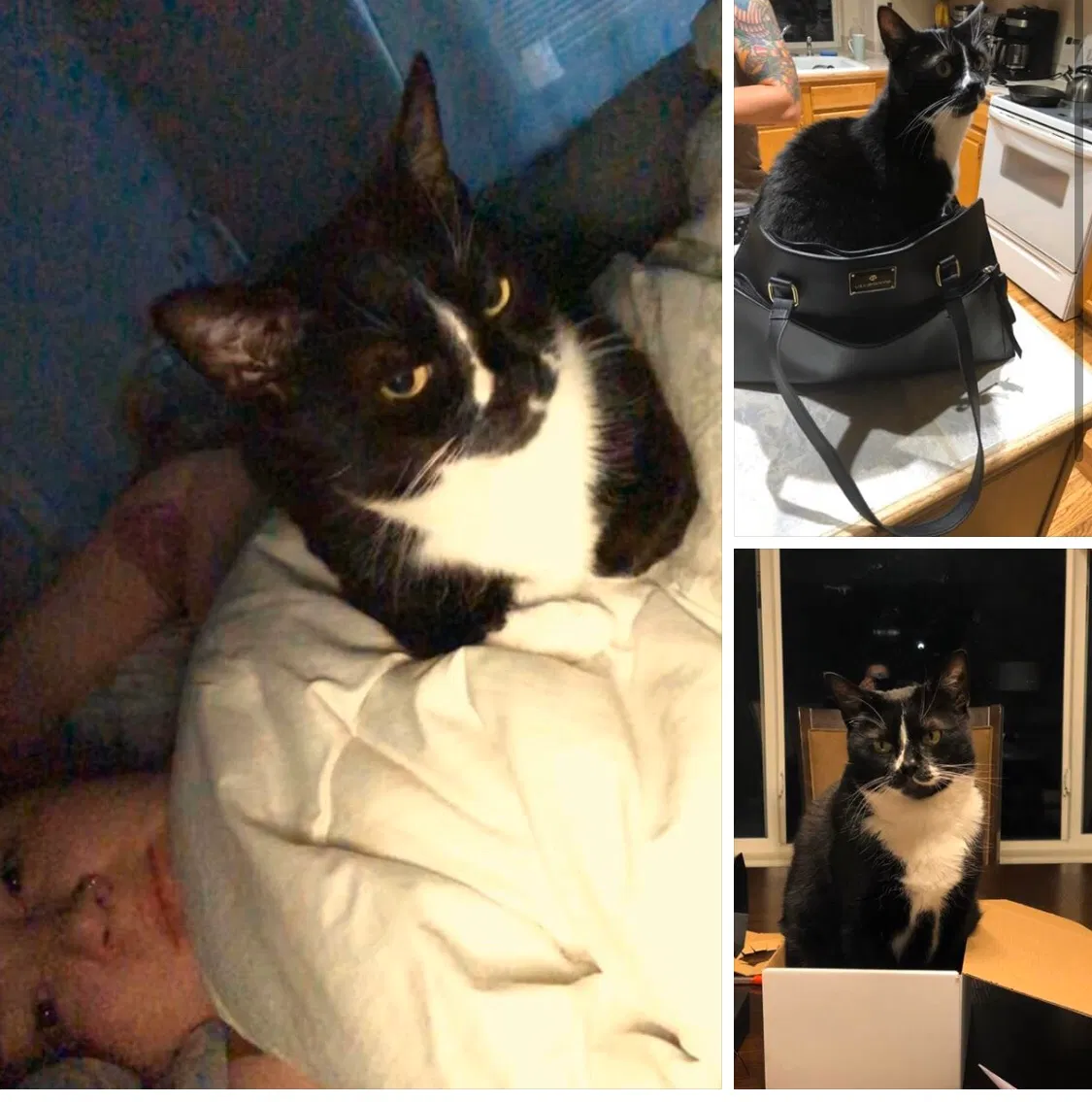 Lost cat in Colorado Springs, CO, 80916
