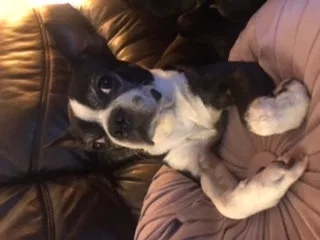 Lost dog in Perris, CA, 92570