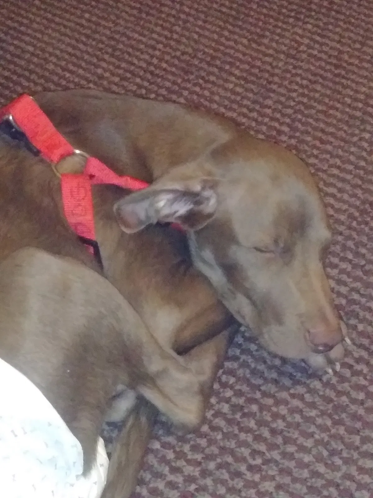 Lost dog in El Paso, TX, 79912