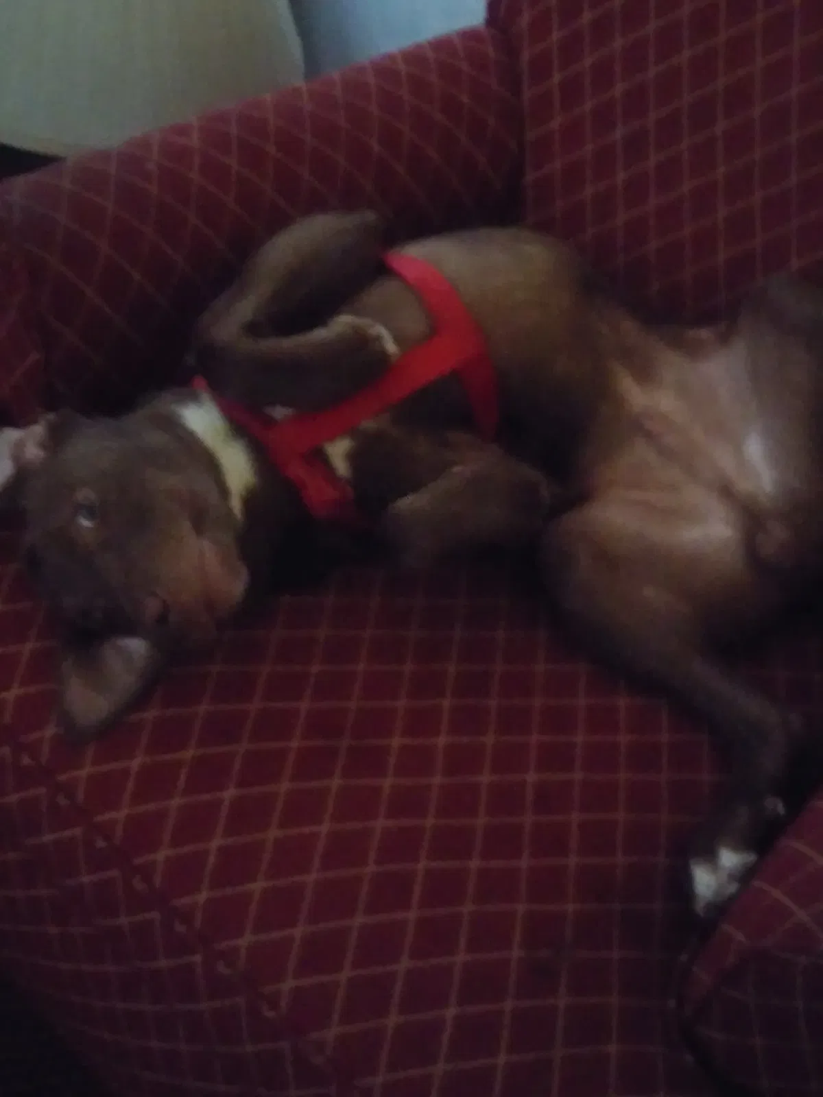 Lost dog in El Paso, TX, 79912