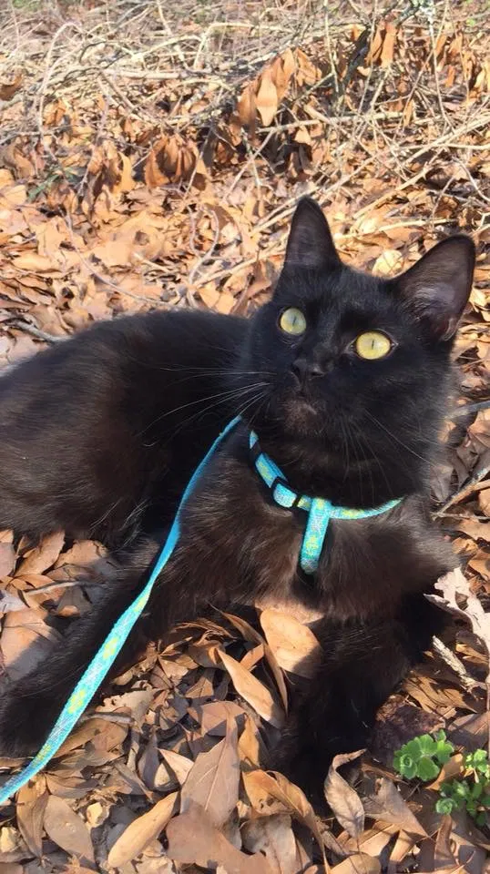 Lost cat in Anderson, SC, 29625