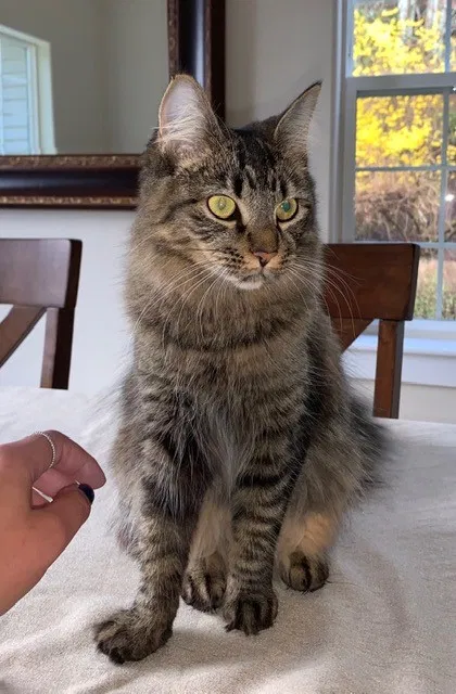 Lost cat in Everett, WA, 98208