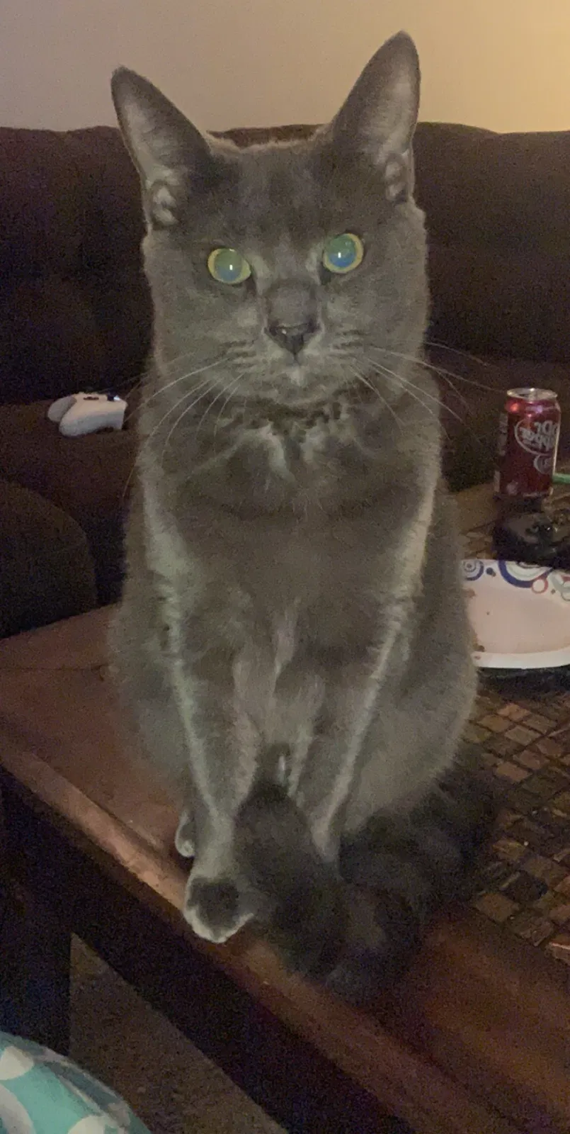 Lost cat in Pinellas Park, FL, 33781