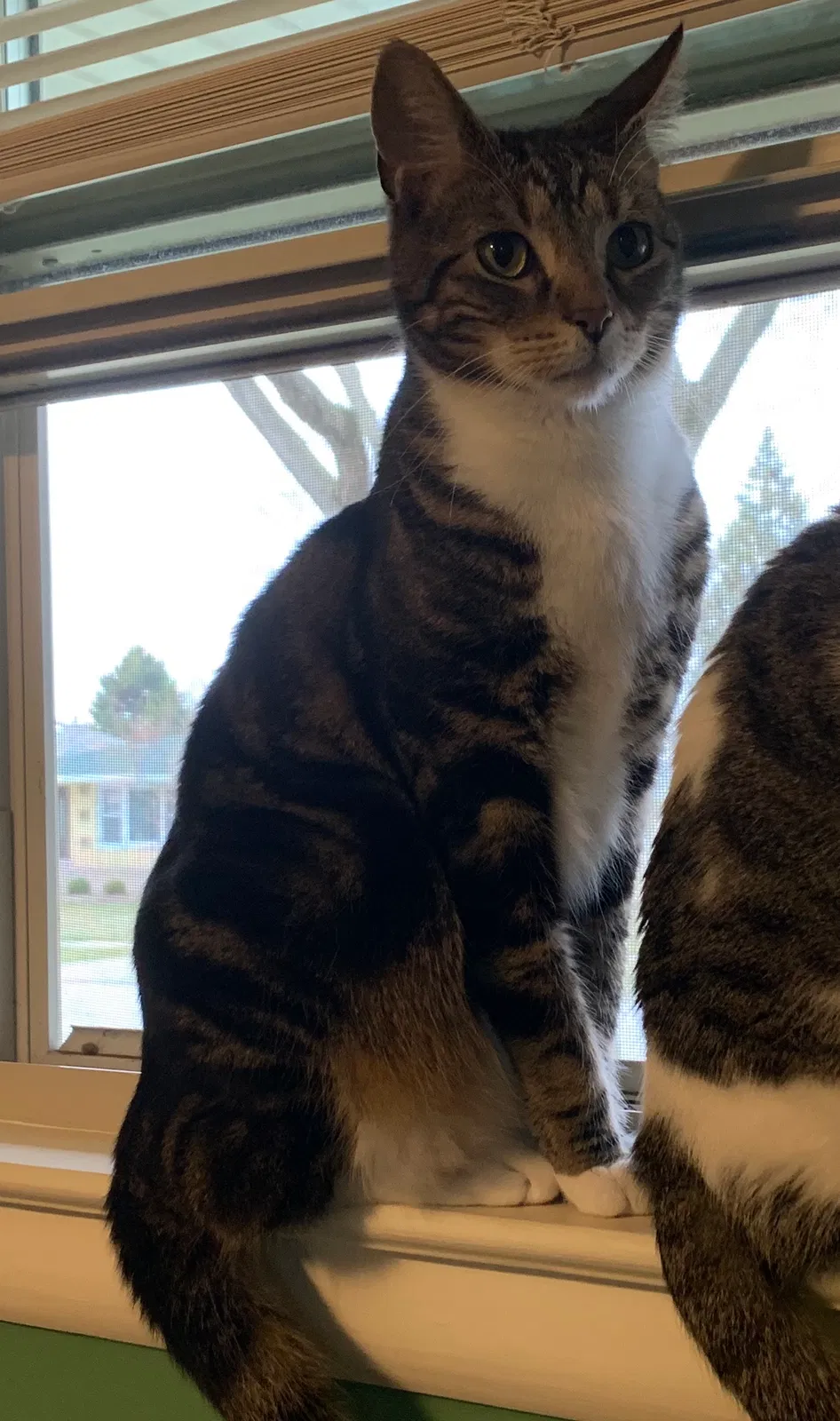 Lost cat in Oak Lawn, IL, 60453
