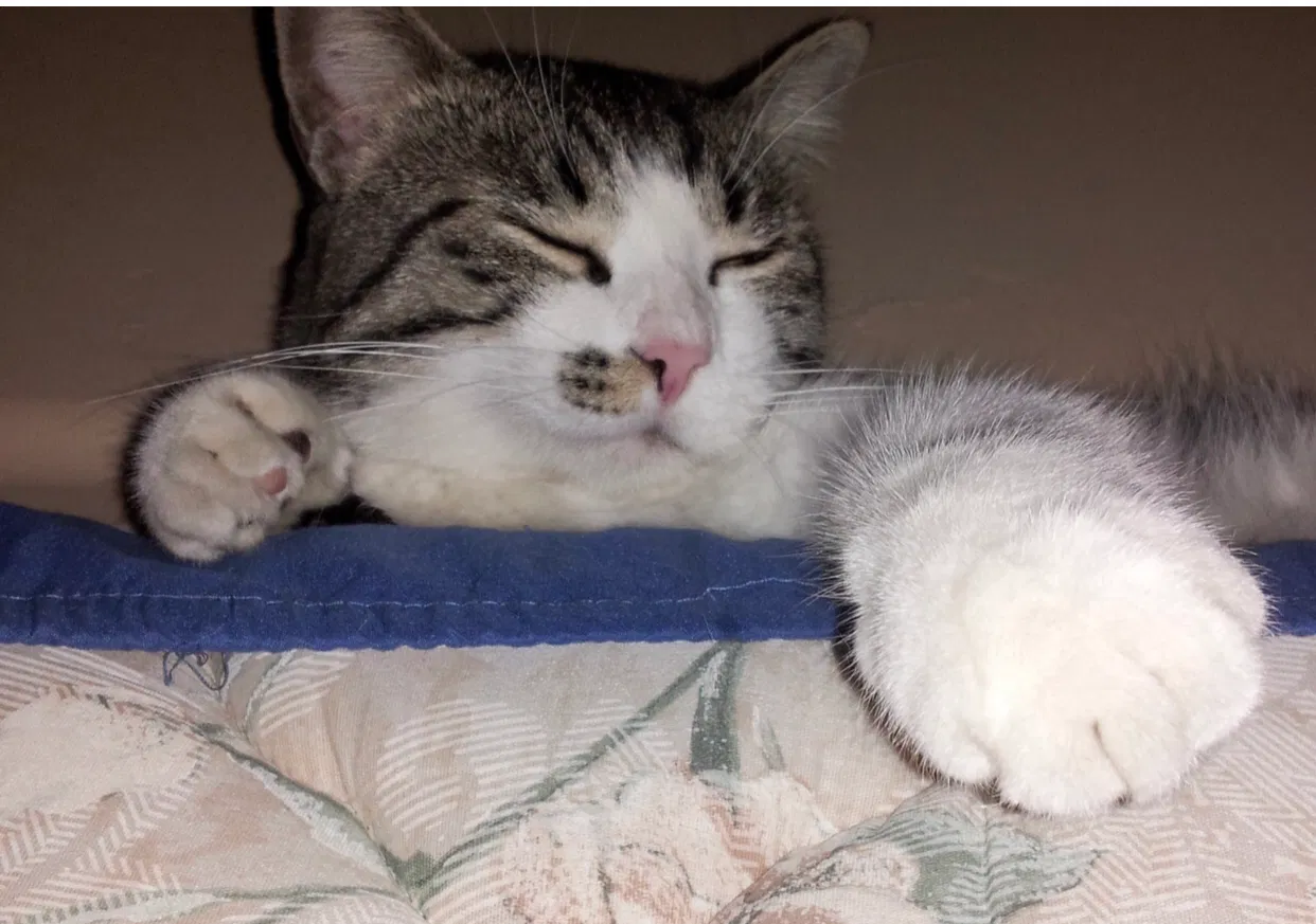 Lost cat in Tempe, AZ, 85281