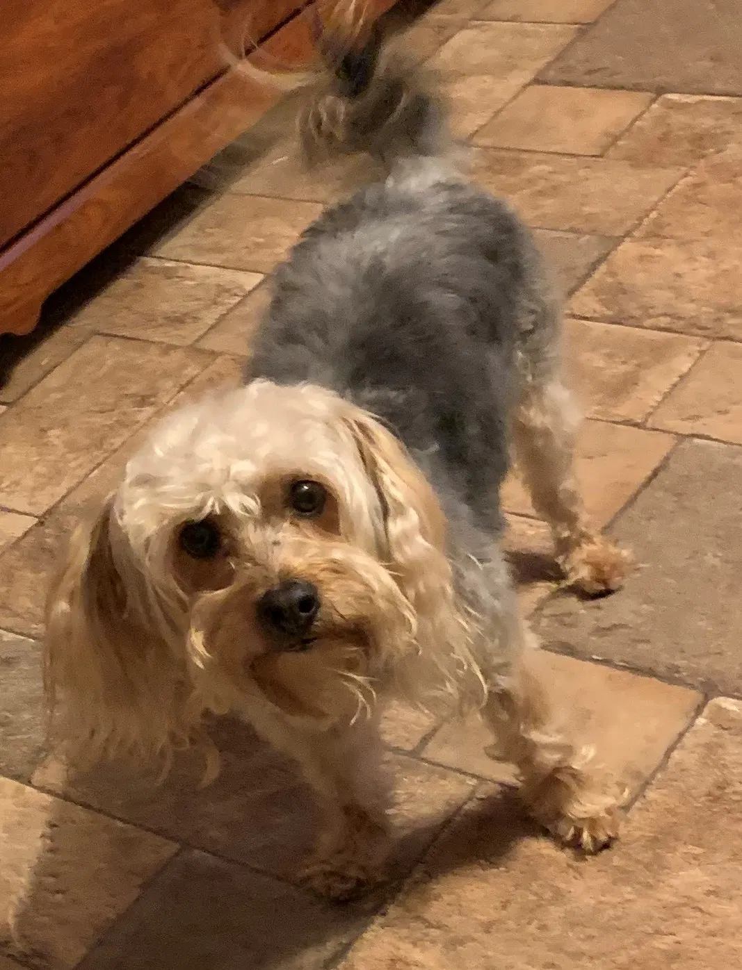 Lost dog in Corpus Christi, TX, 78416