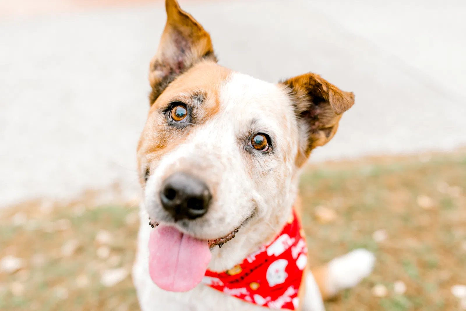 Lost dog in Corpus Christi, TX, 78411