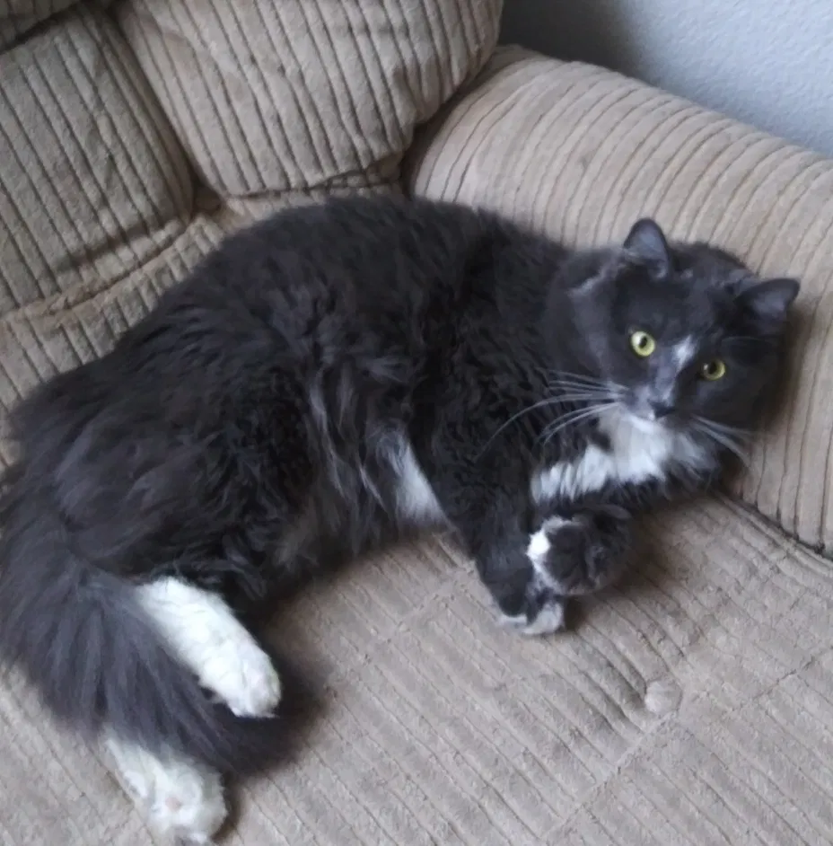 Lost cat in Killeen, TX, 76542