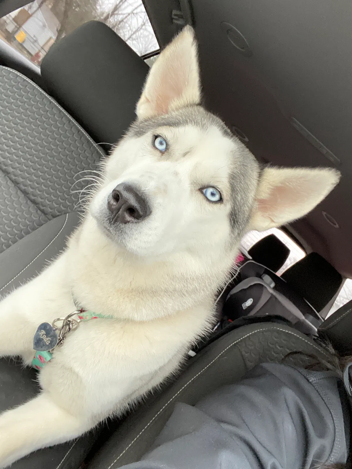 Lost dog in Flint, MI, 48506